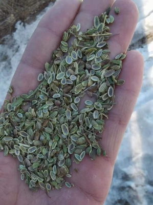 赤峰種子公司電話號(hào)碼查詢-第1張圖片