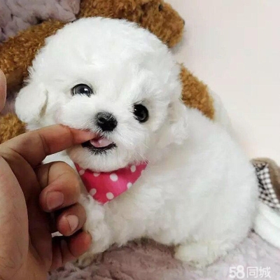 赤峰寵物比熊市場地址電話號(hào)碼-第1張圖片