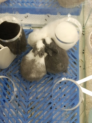 赤峰小超寵物店地址電話號碼-第1張圖片