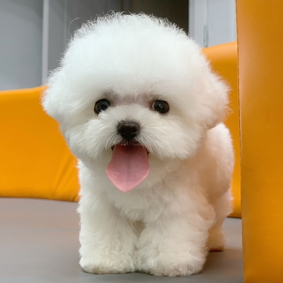 赤峰比熊繁殖基地電話地址查詢-第1張圖片