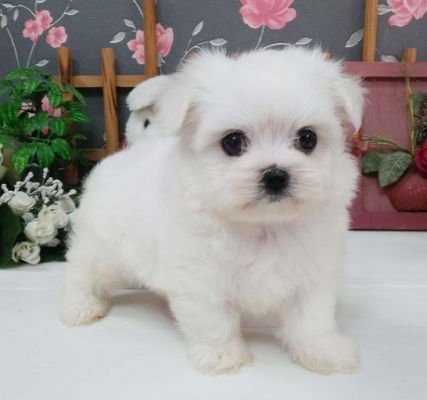 赤峰金典萌寵酒店電話地址查詢-第1張圖片