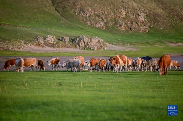 赤峰市牛羊下貨收購電話號碼-第1張圖片