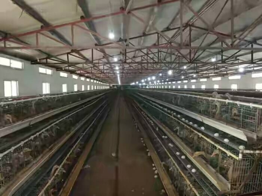 赤峰蛋鴨養(yǎng)殖場電話地址查詢-第1張圖片