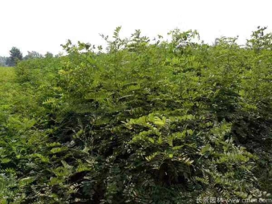 赤峰刺兒槐苗供應(yīng)點(diǎn)電話號(hào)碼-第1張圖片