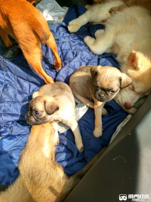 赤峰出售鹿犬電話地址在哪里啊-第1張圖片