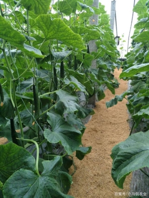 赤峰回收稻殼的電話多少號-第1張圖片