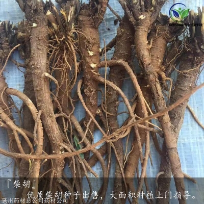 赤峰市育肥羊收購(gòu)電話地址查詢-第1張圖片