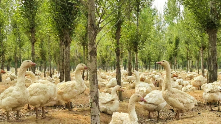 赤峰養(yǎng)鵝暖棚出租電話號(hào)碼查詢-第1張圖片