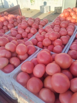 赤峰紅波鞋店電話號碼多少號-第1張圖片