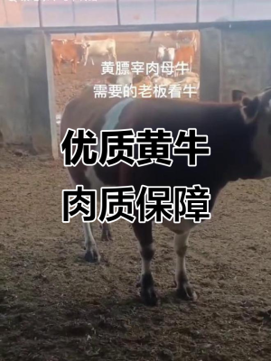 赤峰黃膘牛肉飯店電話號碼多少-第1張圖片