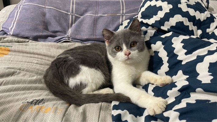 包頭赤峰寵物醫(yī)院電話號(hào)碼多少-第1張圖片