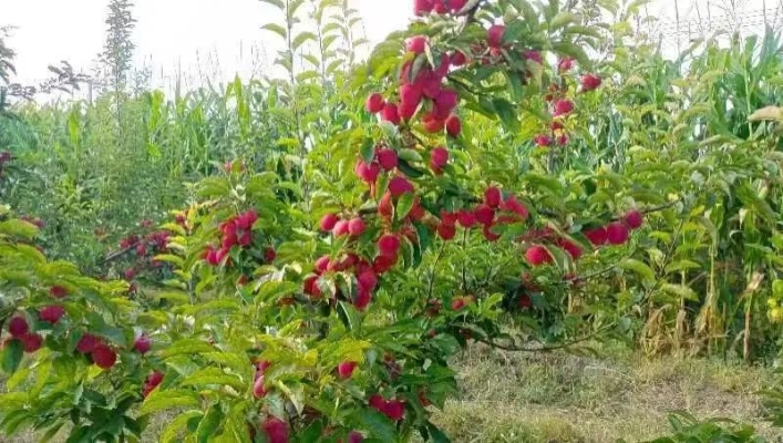 赤峰市雞心果采摘園電話號碼-第1張圖片