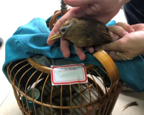 赤峰畫眉鳥店地址電話是多少號-第1張圖片