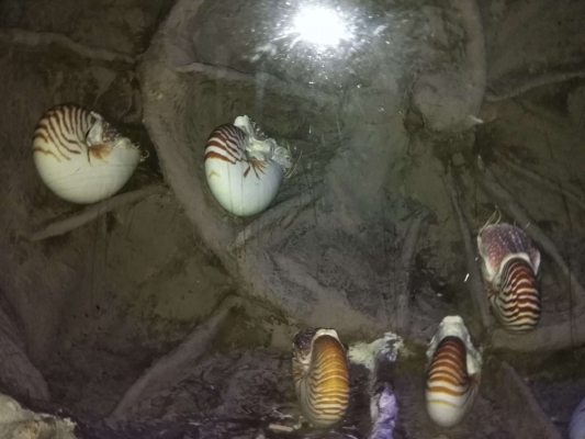 赤峰北辰海洋館電話號碼多少-第1張圖片