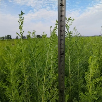 赤峰檸條種子公司電話號碼-第1張圖片