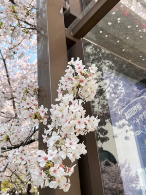 赤峰哪里有櫻花-第1張圖片