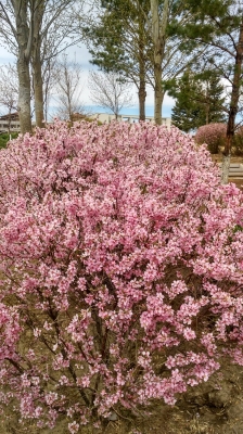 赤峰盛記照相館地址電話號碼-第1張圖片