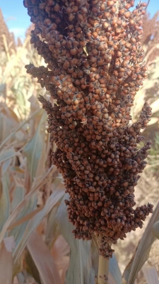 赤峰賣70斤捆草機(jī)電話地址-第1張圖片