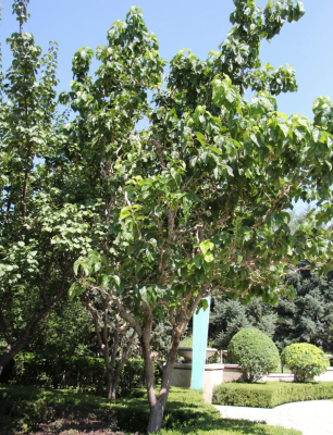 赤峰市樹-第1張圖片