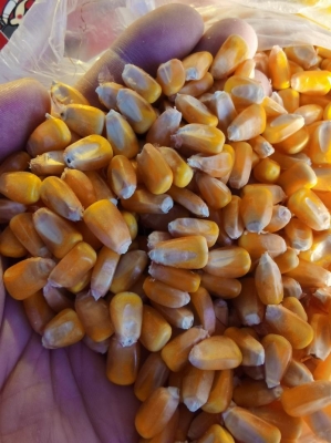 赤峰綠網(wǎng)批發(fā)電話號(hào)碼查詢-第1張圖片