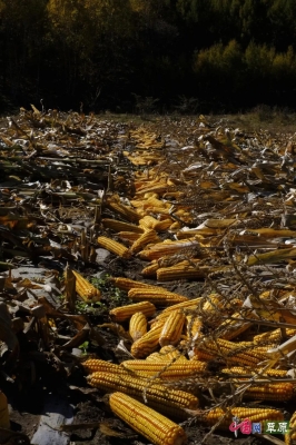 赤峰阿旗大地保險(xiǎn)電話號(hào)碼是多少-第1張圖片