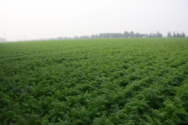 赤峰小胡蘿卜種植基地電話(huà)號(hào)碼-第1張圖片