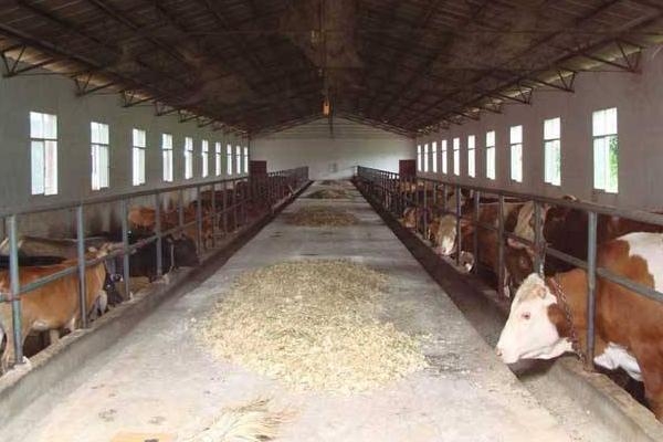 赤峰紅山豬養(yǎng)殖場(chǎng)地址電話(huà)號(hào)碼-第1張圖片