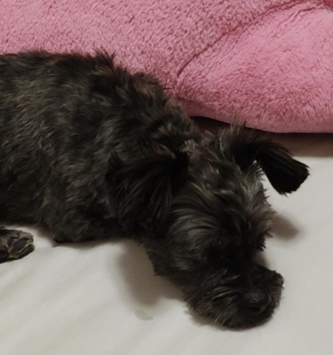 赤峰農(nóng)村賣(mài)狗電話(huà)多少號(hào)碼-第1張圖片