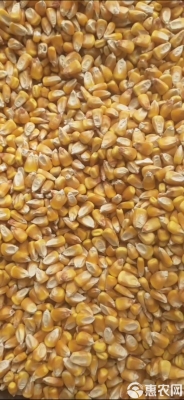 赤峰市玉米烘干商家電話號(hào)碼-第1張圖片