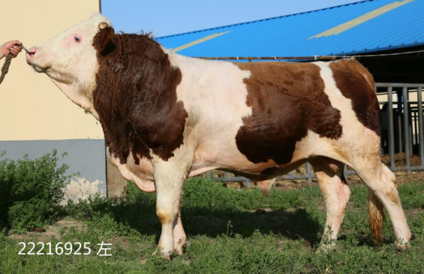 赤峰紅木牛飼料廠家電話號(hào)碼-第1張圖片