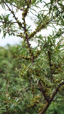 赤峰市沙棘果廠電話地址查詢-第1張圖片