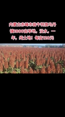 赤峰烏丹鎮(zhèn)牛肉店電話號(hào)碼-第1張圖片