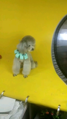 赤峰無良寵物店電話多少號-第1張圖片