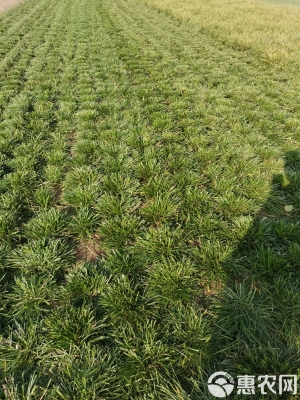 赤峰麥冬草批發(fā)基地電話號(hào)碼-第1張圖片