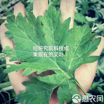 赤峰艾葉批發(fā)電話地址是多少號-第1張圖片