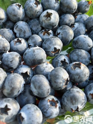 赤峰花香谷團(tuán)購平臺(tái)電話號碼-第1張圖片