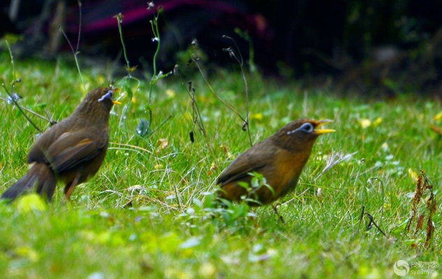 赤峰市畫眉鳥店電話地址查詢-第1張圖片