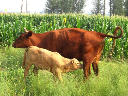赤峰牧臣食品加工廠電話號碼-第1張圖片
