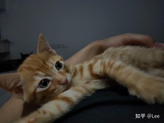 赤峰小土貓售賣店電話號碼查詢-第1張圖片