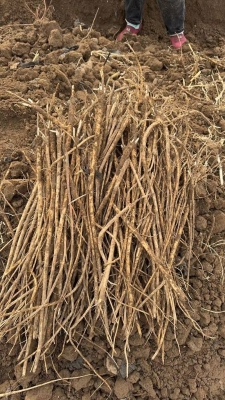 赤峰山貨藥材批發(fā)市場(chǎng)電話(huà)號(hào)碼-第1張圖片