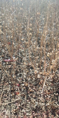 赤峰羽毛加工廠電話號碼多少-第1張圖片