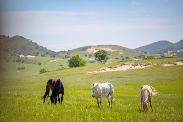 赤峰牧區(qū)收牛電話號碼查詢是多少-第1張圖片
