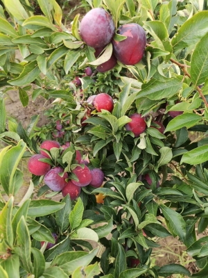 赤峰滴灌管批發(fā)電話號(hào)碼查詢-第1張圖片