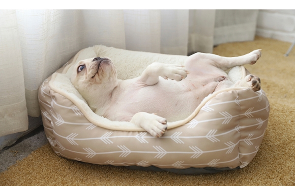 赤峰喵汪寵物港電話號碼查詢-第1張圖片