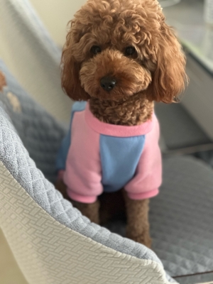 赤峰市領(lǐng)養(yǎng)狗狗泰迪電話號碼-第1張圖片