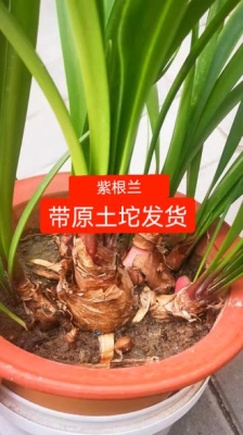 赤峰盆栽直播平臺(tái)電話號(hào)碼查詢-第1張圖片