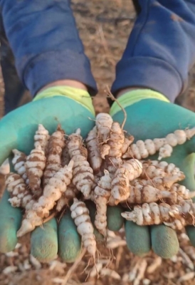 赤峰附近挖菜地點(diǎn)電話(huà)號(hào)碼查詢(xún)-第1張圖片