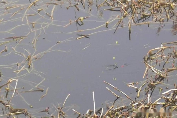 赤峰野釣鯽魚出售電話是多少號(hào)-第1張圖片