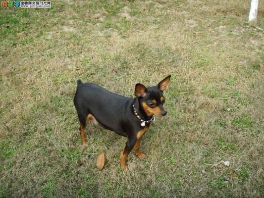 赤峰出售鹿犬電話號碼多少號-第1張圖片