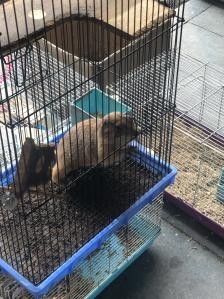 赤峰領養(yǎng)寵物店電話號碼查詢-第1張圖片